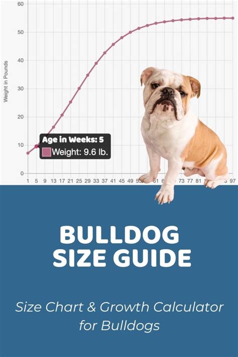 olde english bulldogge growth chart.